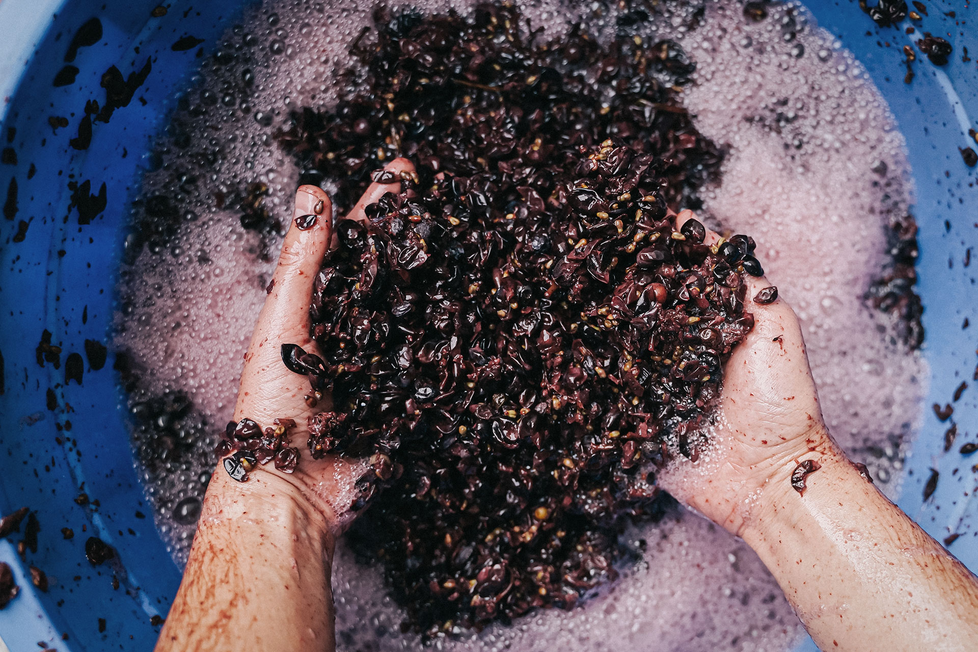 lieviti vino