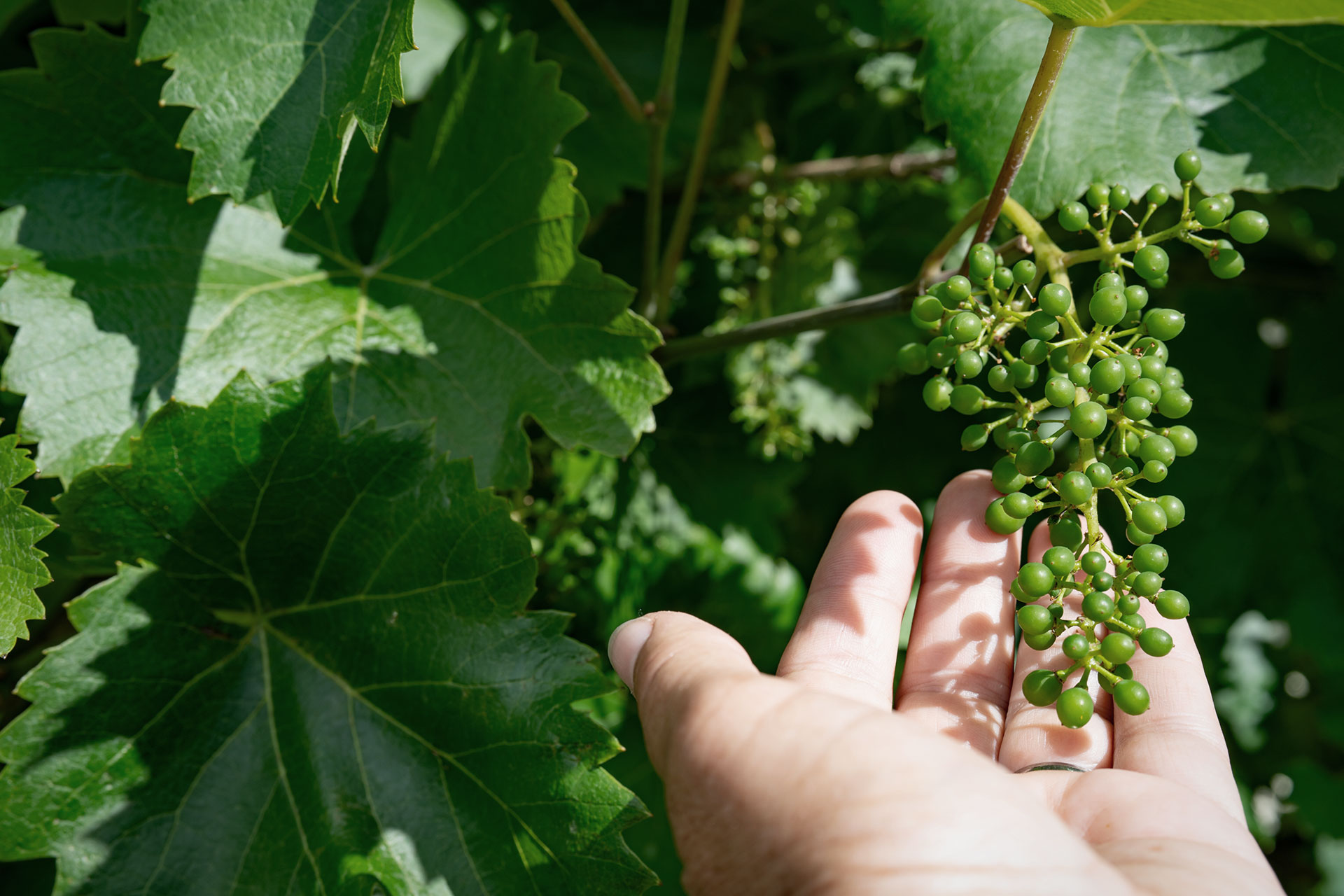 vitigni resistenti piwi