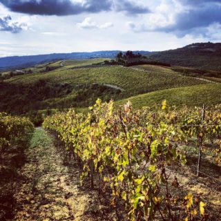 La vite ha svolto il proprio lavoro, arriverà il freddo e piano piano si addormenterà per un lungo letargo;
noi la coccoliamo con la concimazione autunnale e con la semina del favino per il sovescio. #cantineneri #orvieto #fivi #fiviorvieto #bardano